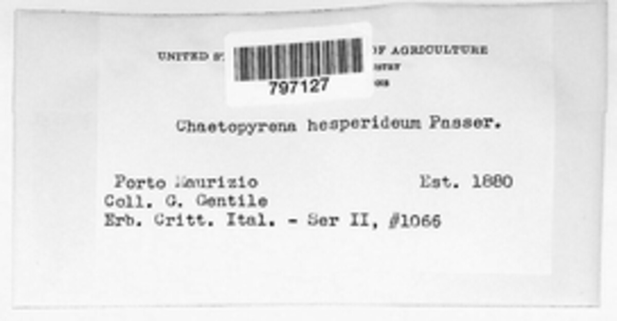 Chaetopyrena hesperidium image